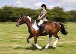 Wanborough Horse and Dog show